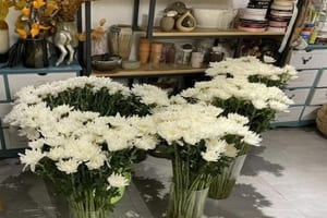 Chrysantheme beim Floristen: Kann eine Zimmerpflanze die Luft reinigen?